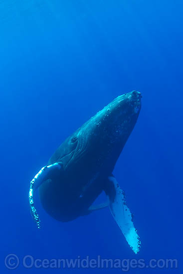 Humpback Whale underwater photo Humpback Whale underwater photo