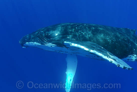 Humpback Whale underwater photo