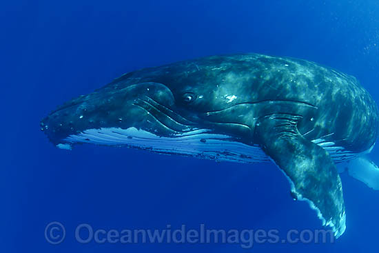 Humpback Whale underwater photo