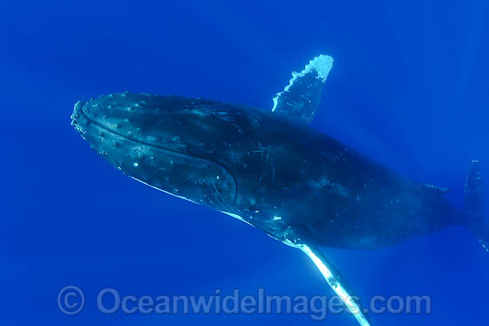 Humpback Whale underwater photo