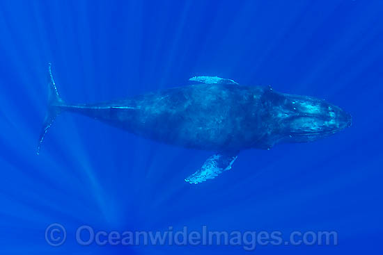 Humpback Whale underwater photo