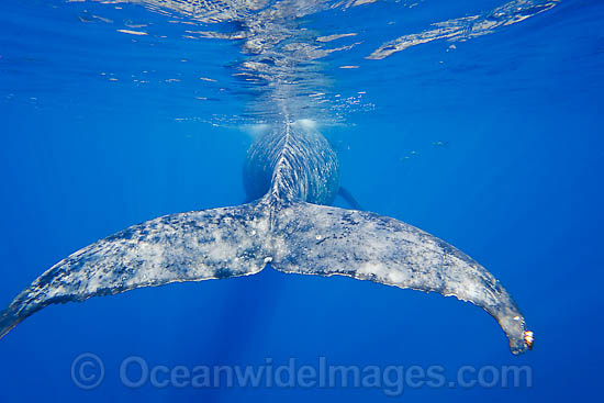 Humpback Whale (Megaptera novaeangliae) showing tail fluke underwater. Found throughout the world's oceans in both tropical & polar areas, depending on the season. Photo taken Hawaii. Classified as Vulnerable on the IUCN Red List. Photo - David Fleetham