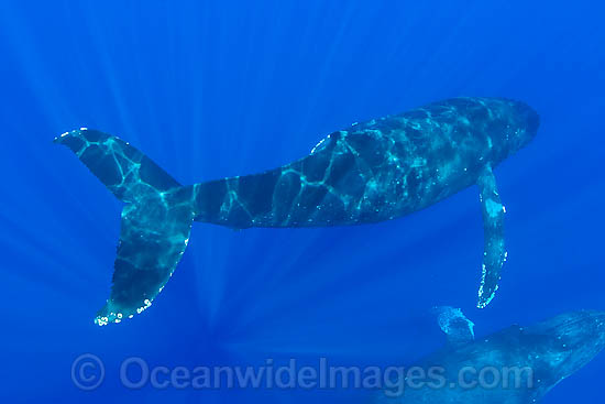 Humpback Whale underwater photo