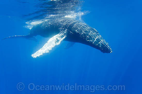 Humpback Whale underwater photo