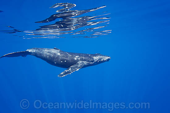 Humpback Whale underwater photo