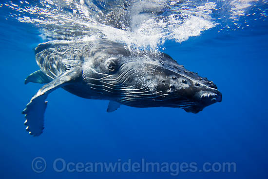 Humpback Whale calf underwater photo