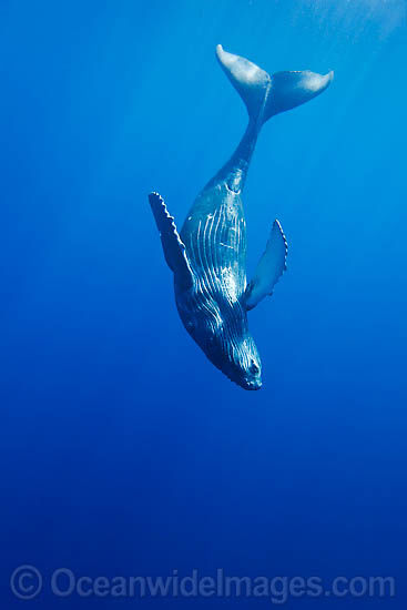 Humpback Whale calf underwater photo