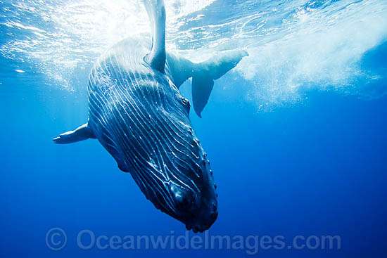Humpback Whale (Megaptera novaeangliae) calf underwater. Found throughout the world's oceans in both tropical & polar areas, depending on the season. Photo taken Hawaii. Classified as Vulnerable on the IUCN Red List. Photo - David Fleetham