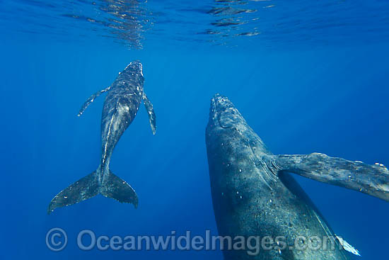 Humpback Whale mother & calf underwater photo
