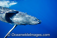 Humpback Whale calf underwater Photo - David Fleetham