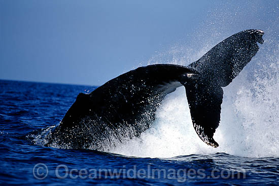 Humpback Whale peducle slapping surface photo