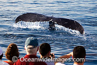 Passengers on whale watch boat Photo - David Fleetham