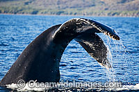 Humpback Whale tail fluke Photo - David Fleetham