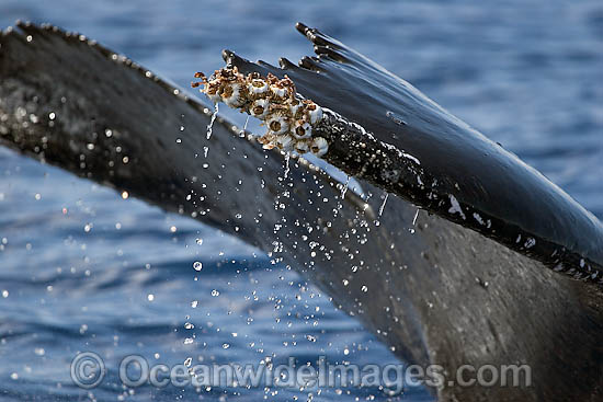Humpback Whale barnacles photo