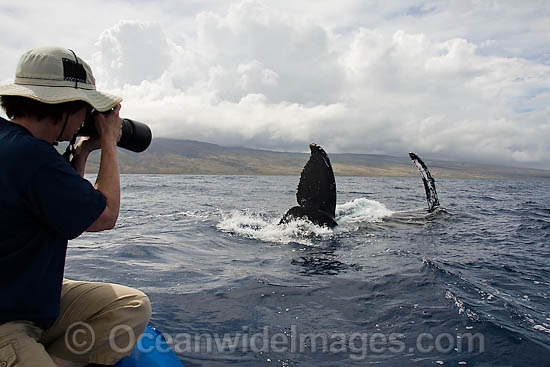 Photographer on Whale watching boat photo