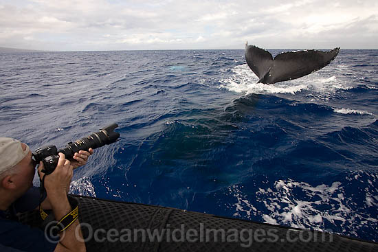 Photographer with Humpback Whale photo