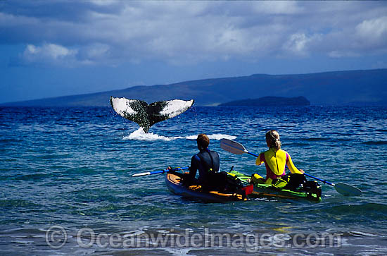 Kayakers see Humpback Whale photo