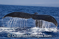 Humpback Whale tail fluke Photo - David Fleetham
