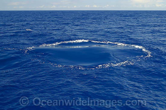 Humpback Whale footprint photo