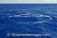 Humpback Whale footprint Photo - David Fleetham