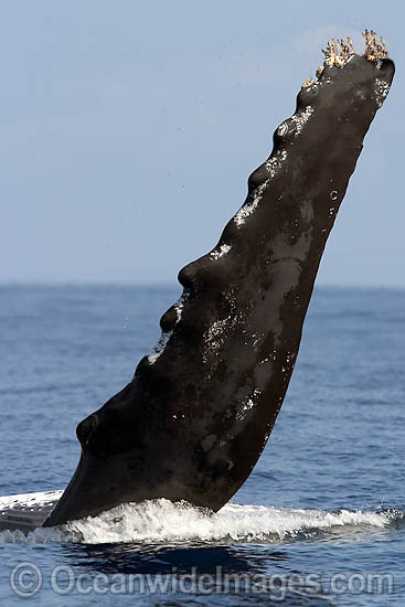 Humpback Whale pectoral fin photo