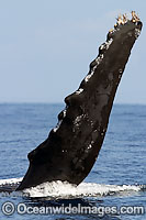 Humpback Whale pectoral fin Photo - David Fleetham