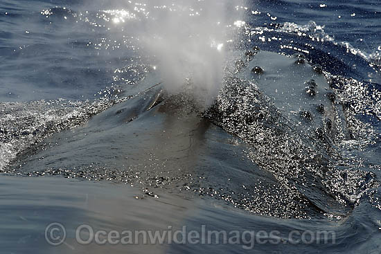 Humpback Whale expelling air photo