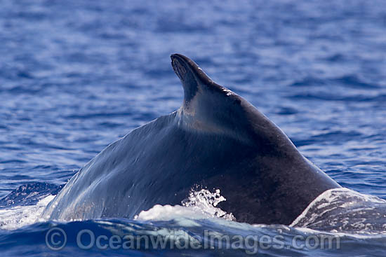 Humpback Whale dorsal fin photo
