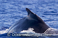 Humpback Whale dorsal fin Photo - David Fleetham