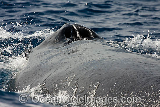 Humpback Whale blowhole photo