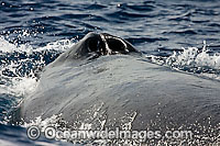 Humpback Whale blowhole Photo - David Fleetham