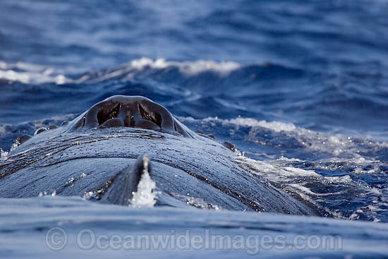 Humpback Whale blowhole photo