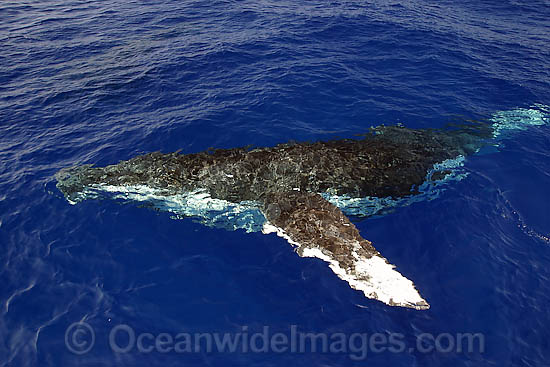Humpback Whale at surface photo