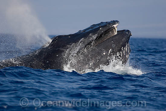 Humpback Whale blowing at surface photo