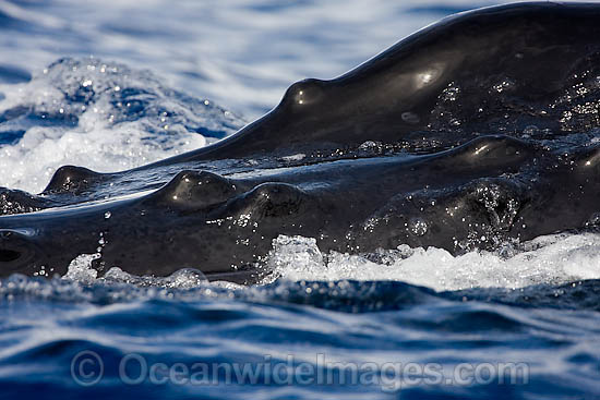 Humpback Whale tubercles photo