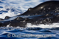 Humpback Whale tubercles Photo - David Fleetham
