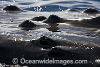 Humpback Whale tubercles Photo - David Fleetham