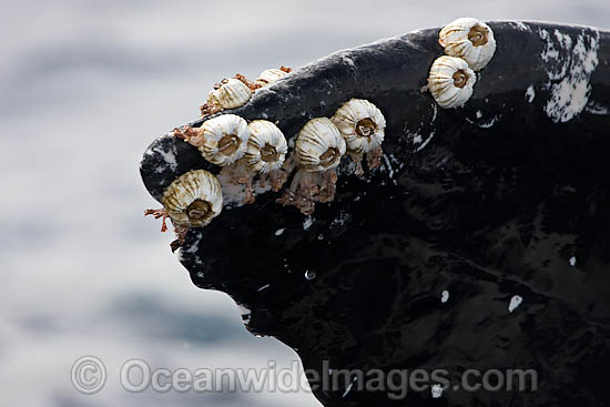 Humpback Whale barnacles photo