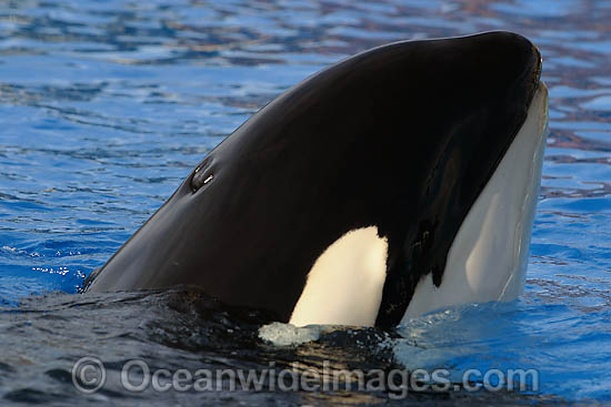 Orca spy hopping photo