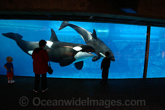 Some onlookers get a close look at a pair of Killer Whales, (Orcinus orca) also known as Orca, at Sea World in San Deigo, California, USA. Orca's are found in all oceans of the world, from the Arctic & Antarctic to tropical seas. Photo - David Fleetham