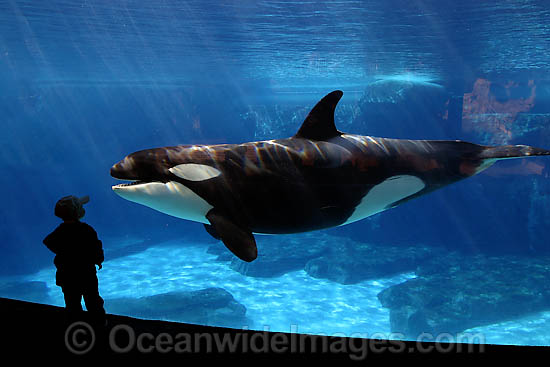 This young man (MR) is getting a close look at one of the Killer Whales, (Orcinus orca) also known as Orca, at Sea World in San Diego, California, USA. Orca's are found in all oceans of the world, from the Arctic & Antarctic to tropical seas. Photo - David Fleetham