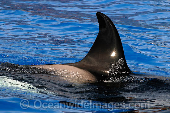 A close look at the dorsal fin of a Killer Whale (Orcinus Orca) also known as Orca. Orca's are found in all oceans of the world, from the Arctic & Antarctic to tropical seas. Photo - David Fleetham A close look at the dorsal fin of a Killer Whale (Orcinus Orca) also known as Orca. Orca's are found in all oceans of the world, from the Arctic & Antarctic to tropical seas. Photo - David Fleetham