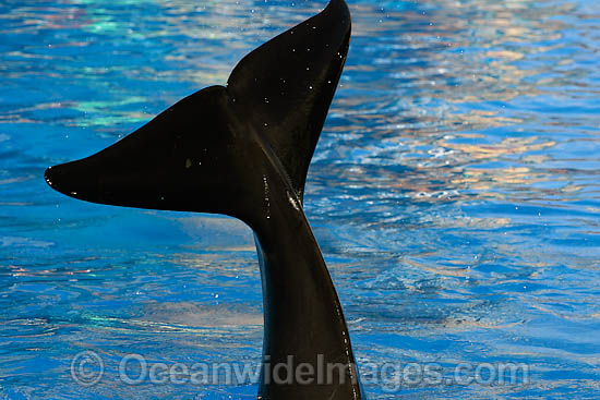 Orca powerful tail photo
