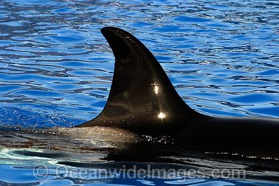 Orca dorsal fin photo