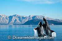 Orca breaching Photo - David Fleetham