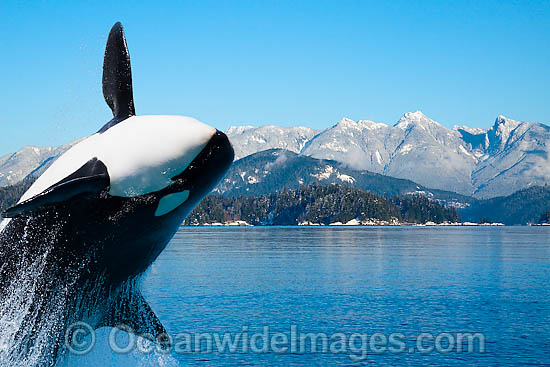 Orca breaching photo Orca breaching photo