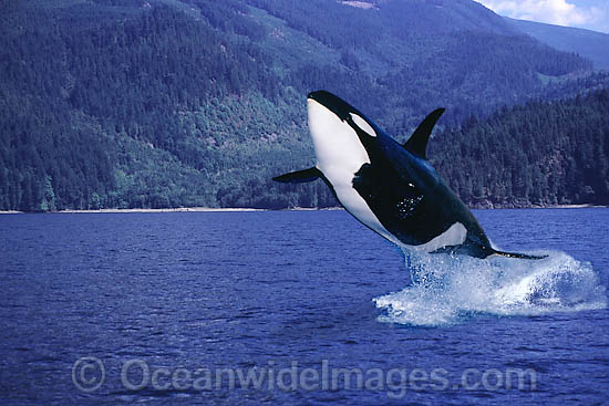 Orca breaching photo Orca breaching photo