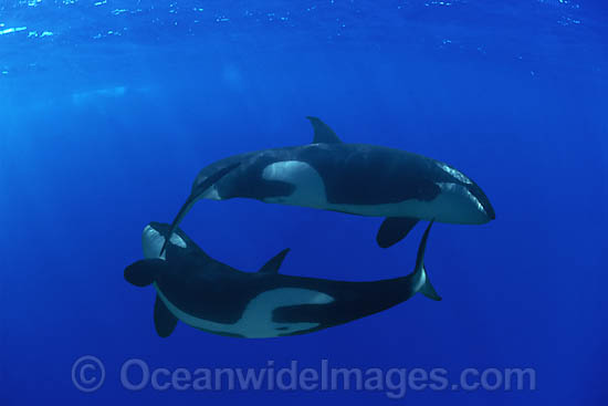 Orca photo