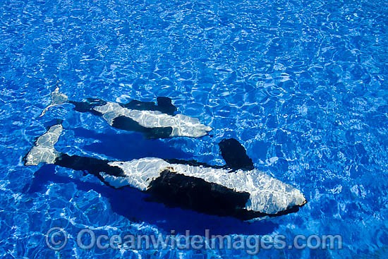 Orca swimming in tank photo