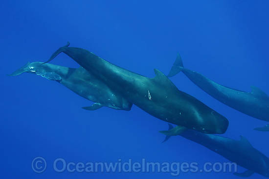 Short-finned Pilot Whale pod underwater photo Short-finned Pilot Whale pod underwater photo